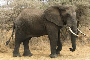 Fototapeta na wymiar Elephant with Tusks