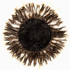 Big Helianthus flower 