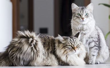 brown male and silver female, siberian cats in the house