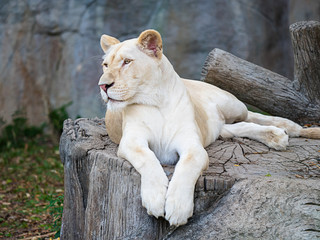 Fototapeta premium white lion lives in a natural park