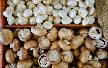 Basket of fresh mushrooms at the farmers market