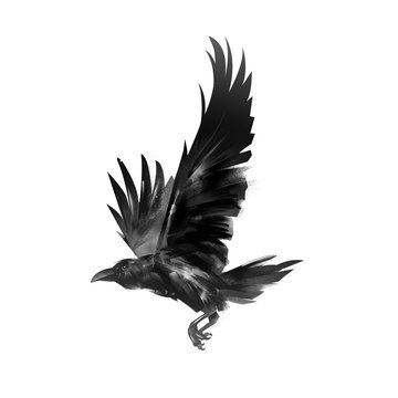 picture isolated flying black crow