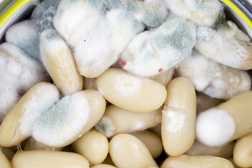 Moldy white beans