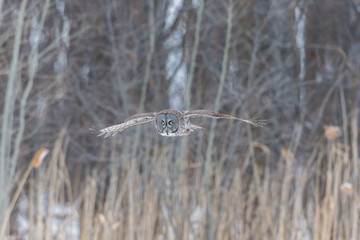 The great grey owl or great gray is a very large bird, documented as the world's largest species of owl by length. Here it is seen searching for prey in Quebec's harsh winter.