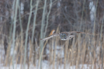 The great grey owl or great gray is a very large bird, documented as the world's largest species of owl by length. Here it is seen searching for prey in Quebec's harsh winter.