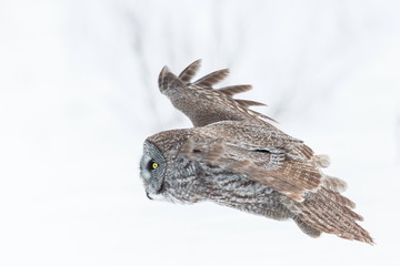 The great grey owl or great gray is a very large bird, documented as the world's largest species of owl by length. Here it is seen searching for prey in Quebec's harsh winter.