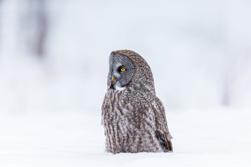 The great grey owl or great gray is a very large bird, documented as the world's largest species of owl by length. Here it is seen searching for prey in Quebec's harsh winter.