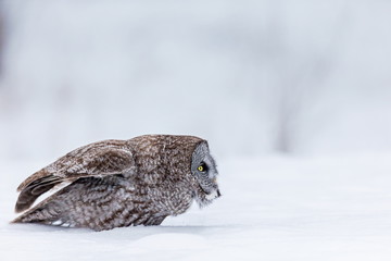 The great grey owl or great gray is a very large bird, documented as the world's largest species of owl by length. Here it is seen searching for prey in Quebec's harsh winter.