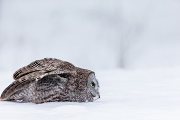 The great grey owl or great gray is a very large bird, documented as the world's largest species of owl by length. Here it is seen searching for prey in Quebec's harsh winter.
