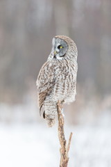 The great grey owl or great gray is a very large bird, documented as the world's largest species of owl by length. Here it is seen searching for prey in Quebec's harsh winter.