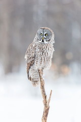 Fototapeta premium The great grey owl or great gray is a very large bird, documented as the world's largest species of owl by length. Here it is seen searching for prey in Quebec's harsh winter.