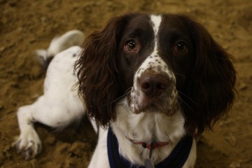 liver and white working type english springer spaniel pet gundog