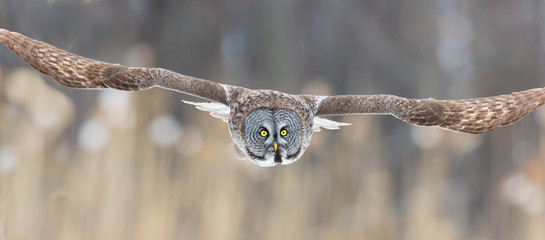 The great grey owl or great gray is a very large bird, documented as the world's largest species of owl by length. Here it is seen searching for prey in Quebec's harsh winter.