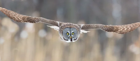 Washable wall murals Owl The great grey owl or great gray is a very large bird, documented as the world's largest species of owl by length. Here it is seen searching for prey in Quebec's harsh winter.