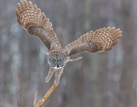 The great grey owl or great gray is a very large bird, documented as the world's largest species of owl by length. Here it is seen searching for prey in Quebec's harsh winter.