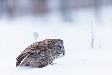 The great grey owl or great gray is a very large bird, documented as the world's largest species of owl by length. Here it is seen searching for prey in Quebec's harsh winter.