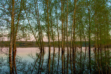 Obraz premium Lake, trees and nice sunset