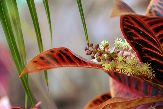 Kroton (Codiaeum variegatum) mit männlicher Blüte