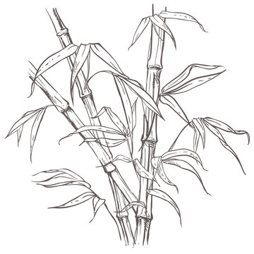 hand drawn illustration with bamboo stalk and leaves. vector eps 8