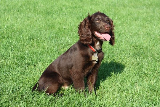 brown working type cocker spaniel pet gundog