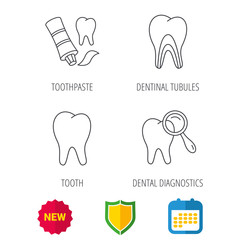 Tooth, dental diagnostics and toothpaste icons. Dentinal tubules linear sign. Shield protection, calendar and new tag web icons. Vector
