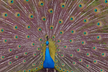 Naklejka premium Radschlagender, balzender Pfau