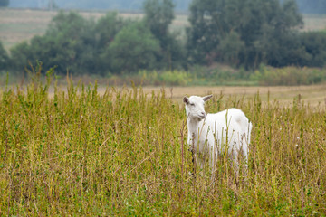 Fototapeta premium Goat on field
