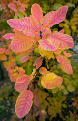 Leaves of smoke bush