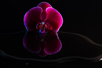 Rote Orchideen mit Wasserspiegelung