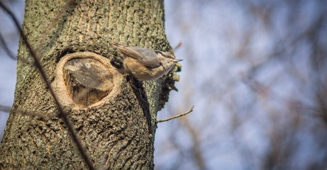 Little nuthatch sitting on tree.