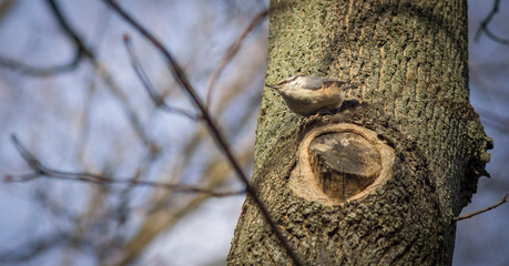 Little nuthatch sitting on tree.