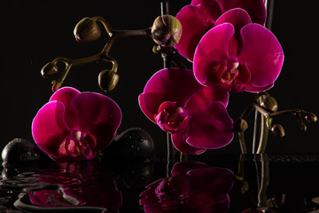 Rote Orchideen mit Wasserspiegelung