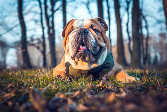 English bulldog posing outdoor