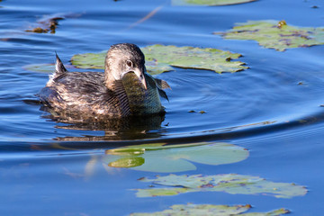 Pied Bill Grebe attempting to eat a fish thats too large