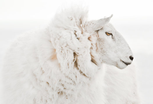 Sheep Profile Images – Browse 4,259 Stock Photos, Vectors, and Video |  Adobe Stock