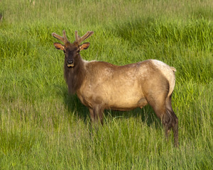 Elk Herd