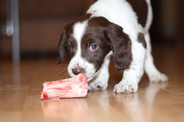 young working type english springer spaniel puppy eating raw mea