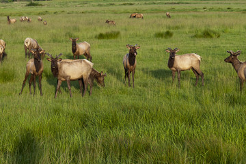Naklejka na ściany i meble Elk Herd