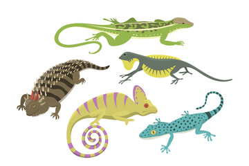 Different kind of lizard reptile isolated vector illustration.