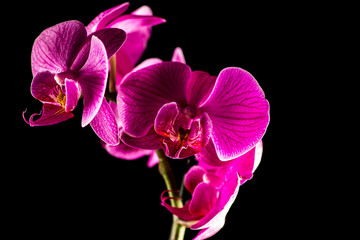 Naklejka na ściany i meble Orchideen mit schwarzem Hintergrund