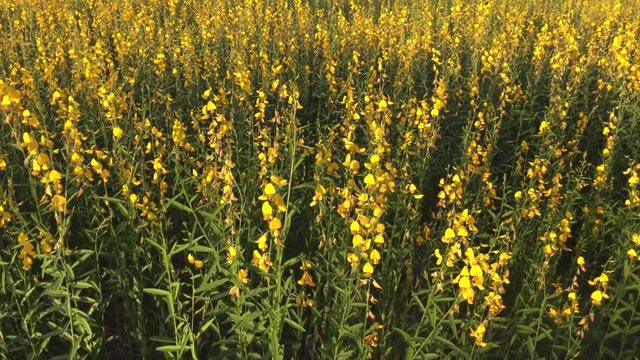 Crotalaria yellow flowers in full bloom field.
