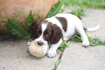 young working type english springer spaniel puppy playing with a
