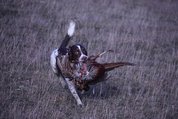 liver and white working type english springer spaniel pet gundog