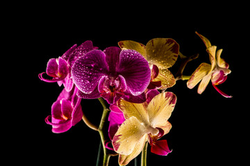 Fototapeta na wymiar Orchideen mit schwarzem Hintergrund
