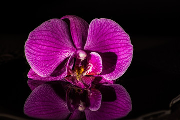 Naklejka na ściany i meble Orchideen mit Wasserspiegelung 