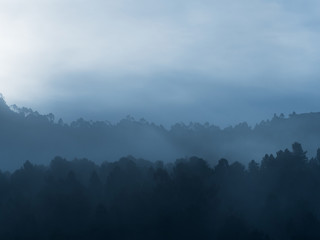 Foggy forest in the mountain in the morning - 137018361