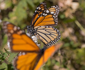 Fototapeta na wymiar Monarch butterfly on white flower with blurred monarch in foreground