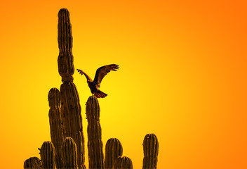 Turkey vulture perched on saguaro cactus in Baja desert - 137019717