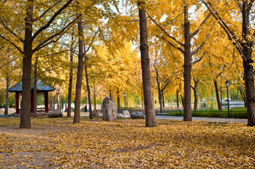 Trees and pavilion in autumn, Beijing