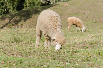 Fototapeta premium Herd of sheep on green grass in a meadow